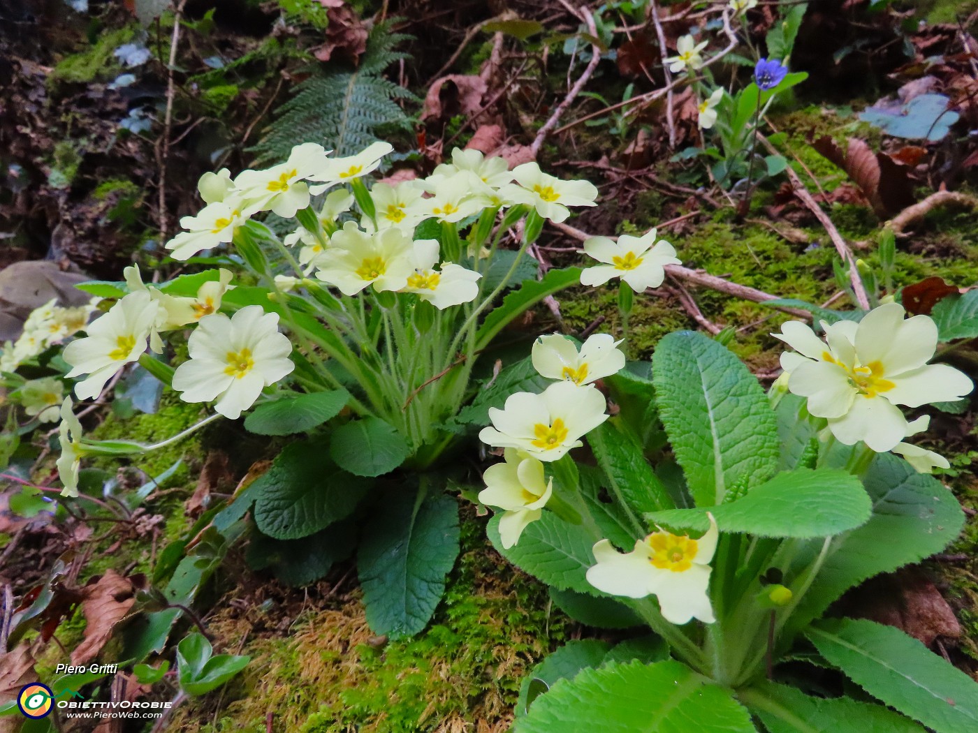 17 Primula vulgaris-Primule in fiore.JPG